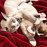 Zz Sisters is registered to the contest to win money with this photo: cat, cats, sleeping, nap, pets, feline, tabby, white_cat, gray_cat, red_blanket, cozy, cuddling, lying_down, indoors, close_up, whiskers, pink_nose, paws, relaxed, portrait