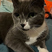 Odin a rejoint le concours — aidez-le/la à gagner de superbes lots ! cat, gray_cat, white_paws, close_up, whiskers, green_eyes, indoor, pet, feline, animal, resting, cozy, blanket, fur, cute, portrait, domestic_cat, relaxed, soft_light, pillow