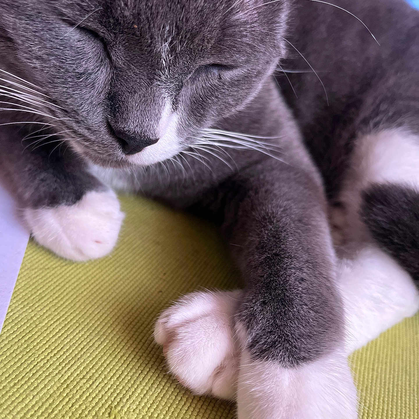 Odin a rejoint le concours — aidez-le/la à gagner de superbes lots ! animal, cat, close_up, cozy, cute, fur, gray_cat, green_surface, indoor, paw, peaceful, pet, portrait, relaxed, resting, sleeping, soft, texture, whiskers, white_paws