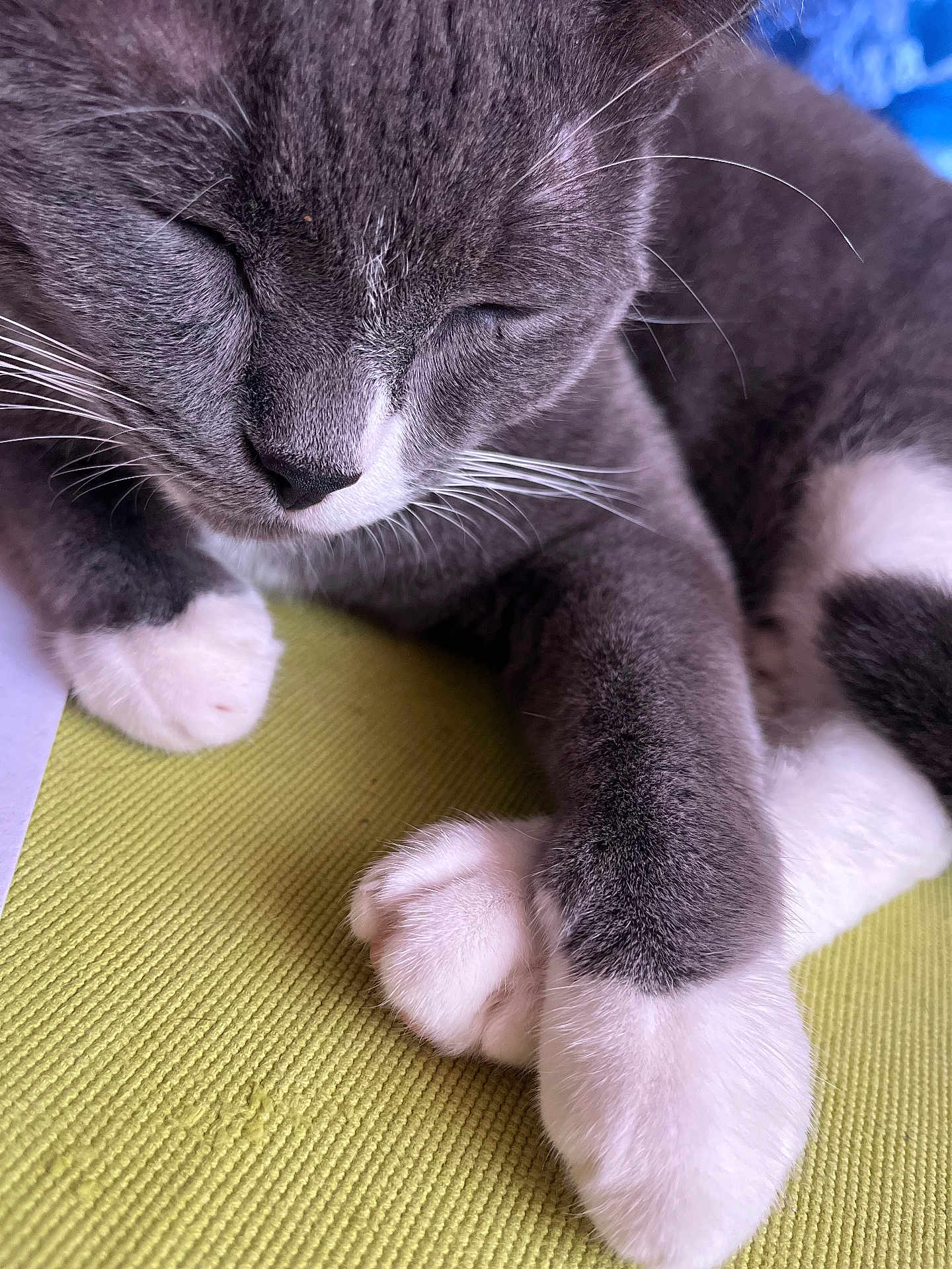 Odin a rejoint le concours — aidez-le/la à gagner de superbes lots ! cat, gray_cat, white_paws, close_up, resting, sleeping, whiskers, fur, paw, texture, green_surface, pet, animal, cute, cozy, indoor, relaxed, soft, peaceful, portrait