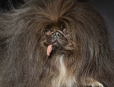 Me Kill U is registered to the contest to win money with this photo: canidae, carnivore, close_up, companion_dog, dog_breed, fur, liver, primate, snout, sporting_group, terrestrial_animal, whiskers