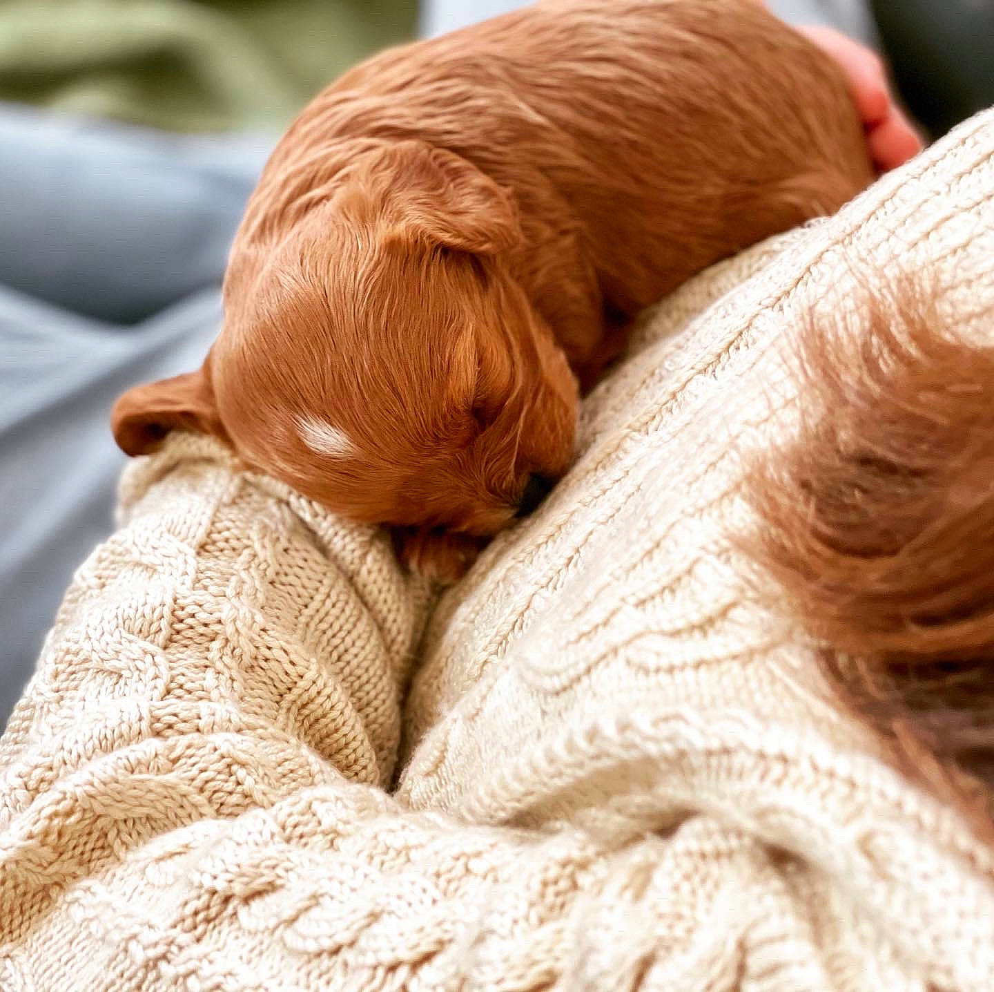 Simba is registered to the contest to win money with this photo: bedtime, canidae, carnivore, comfort, companion_dog, dog, dog_breed, fawn, fur, gun_dog, human_leg, linens, liver, nap, snout, sporting_group, terrestrial_animal, whiskers, working_animal, wrinkle