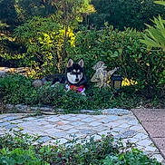 Rio a rejoint le concours — aidez-le/la à gagner de superbes lots ! dog, husky, siberian_husky, pet, animal, garden, outdoors, plants, shrubs, greenery, foliage, stone_path, paving_stones, lantern, garden_statue, red_accessory, purple_flowers, sitting, portrait, sunlight
