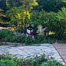 dog, husky, siberian_husky, pet, animal, garden, outdoors, plants, shrubs, greenery, foliage, stone_path, paving_stones, lantern, garden_statue, red_accessory, purple_flowers, sitting, portrait, sunlight