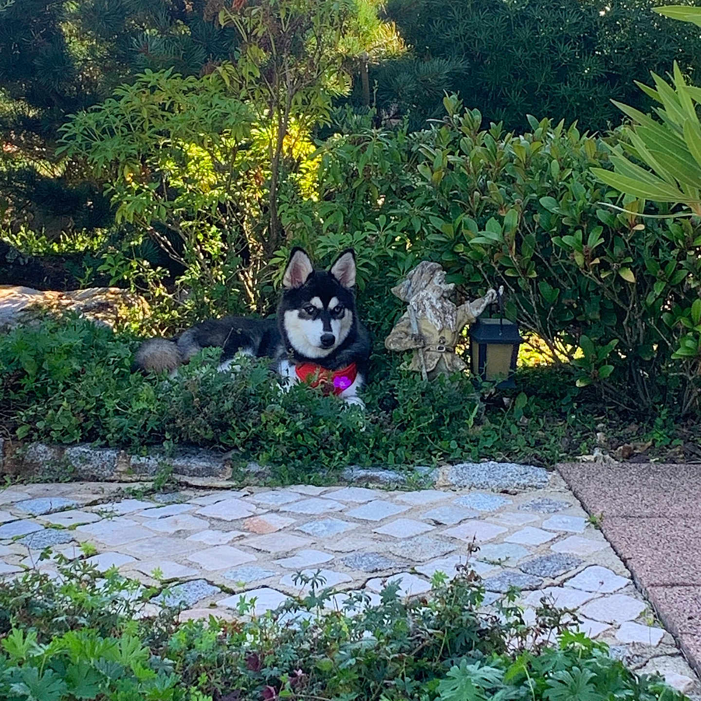 Rio a rejoint le concours — aidez-le/la à gagner de superbes lots ! dog, husky, siberian_husky, pet, animal, garden, outdoors, plants, shrubs, greenery, foliage, stone_path, paving_stones, lantern, garden_statue, red_accessory, purple_flowers, sitting, portrait, sunlight