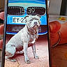blue_car, bracelet, car, date_display, dog, finger, floral_pattern, gray_dog, hand, indoor, license_plate, lock_screen, pavement, phone_case, photo, screen, smartphone, table, text_overlay, time_display