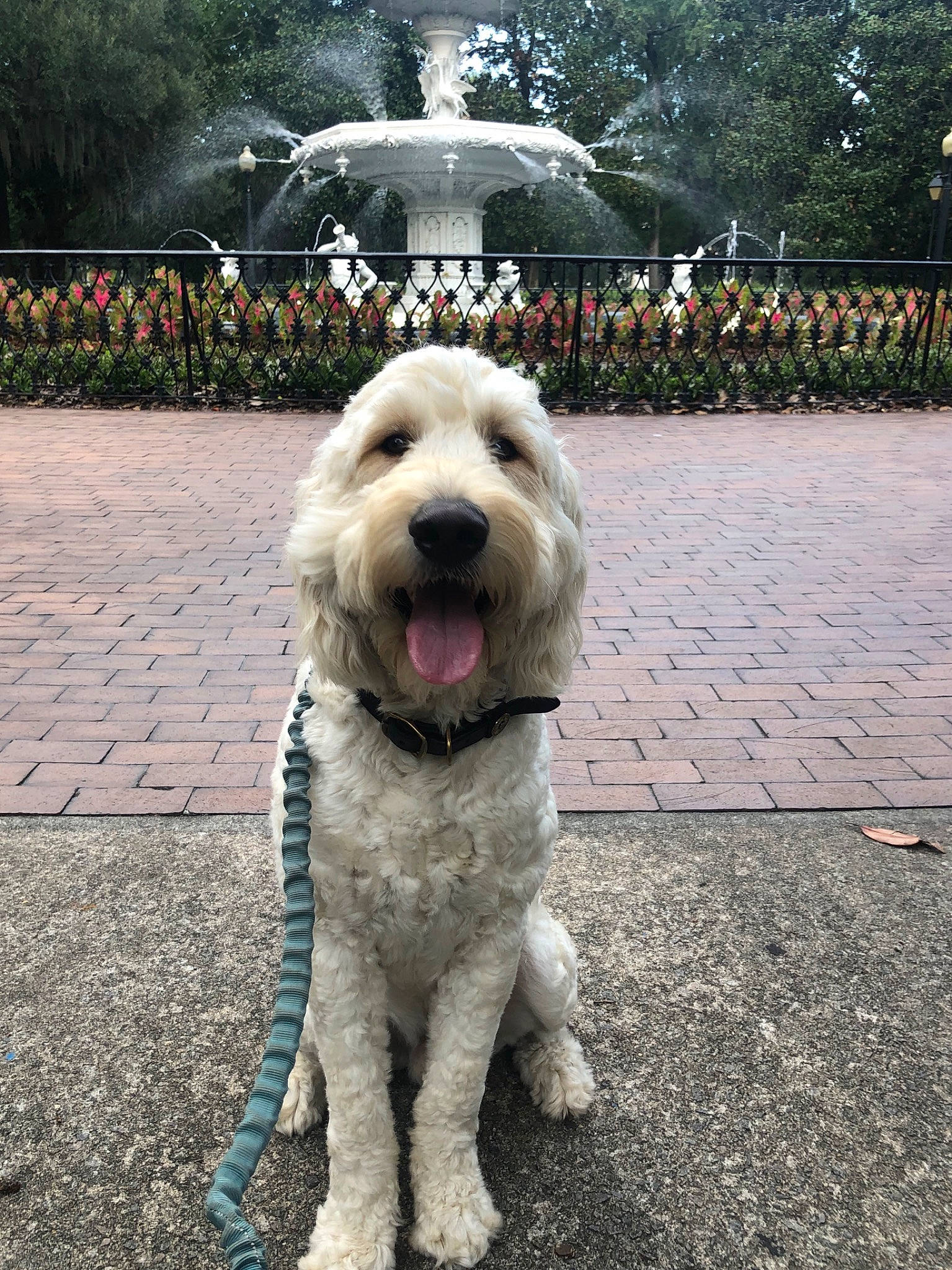 Miller joined the competition — help win amazing prizes! canidae, carnivore, companion_dog, dog, dog_breed, goldendoodle, labradoodle, mammal, non_sporting_group, nose, rare_breed_dog, snout, sporting_group, vertebrate