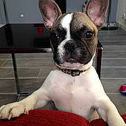 Laïka participe au concours pour gagner de l'argent avec cette photo :