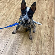 Jax is registered to the contest to win money with this photo: puppy, dog, leash, blue_leash, wooden_floor, flooring, pet, animal, ears, sitting, young_dog, indoor, looking_up, curious, canine, companion, cute, domestic_animal, fur, black_and_white
