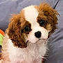 puppy, dog, cute, fluffy, brown_and_white, curly_fur, pet, animal, indoor, soft, toys, close_up, adorable, young, companion, portrait, looking_at_camera, small, domestic, friendly