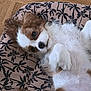 adorable, animal, brown_and_white, cushion, cute, dog, ears, fluffy, fur, indoor, lying_down, nose, parquet_floor, patterned, paw, pet, puppy, relaxed, resting, small_dog