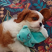 Alya a rejoint le concours — aidez-le/la à gagner de superbes lots ! puppy, dog, toy, plush, bear, blanket, fluffy, brown, white, sleepy, cute, pet, animal, lying_down, colorful, pattern, soft, cozy, indoor, resting
