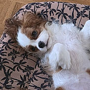 Alya a rejoint le concours — aidez-le/la à gagner de superbes lots ! adorable, animal, brown, canine, companion, cute, dog, domestic_animal, fluffy, fur, indoor, lying_down, patterned_cushion, pet_bed, puppy, relaxed, resting, small_dog, white, wooden_floor