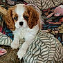 Alya a rejoint le concours — aidez-le/la à gagner de superbes lots ! puppy, dog, cavalier_king_charles_spaniel, bed, pillow, stuffed_toy, patterned_bedspread, indoor, pet, cute, fluffy, animal, resting, small_dog, brown_and_white, cozy, soft_toy, lying_down, young_dog, adorable