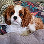 animal, blanket, brown_and_white, cavalier_king_charles_spaniel, companion, cozy, cute, dog, eyes, face, fluffy, fur, indoor, laying_down, pet, pillow, portrait, puppy, snuggle, soft_toy