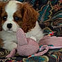 Alya participe au concours pour gagner de l'argent avec cette photo : puppy, dog, cavalier_king_charles_spaniel, toy, knitted_toy, mouse_toy, blanket, patterned_blanket, brown_and_white, cute, pet, indoor, resting, animal, fur, ears, small_dog, soft_toys, close_up, adorable