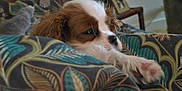 Alya participe au concours pour gagner de l'argent avec cette photo : animal, blanket, brown_and_white, closeup, comfort, cozy, cute, dog, fur, home, indoor, patterned_blanket, paw, pet, puppy, relaxed, resting, sleepy, snout, soft_texture