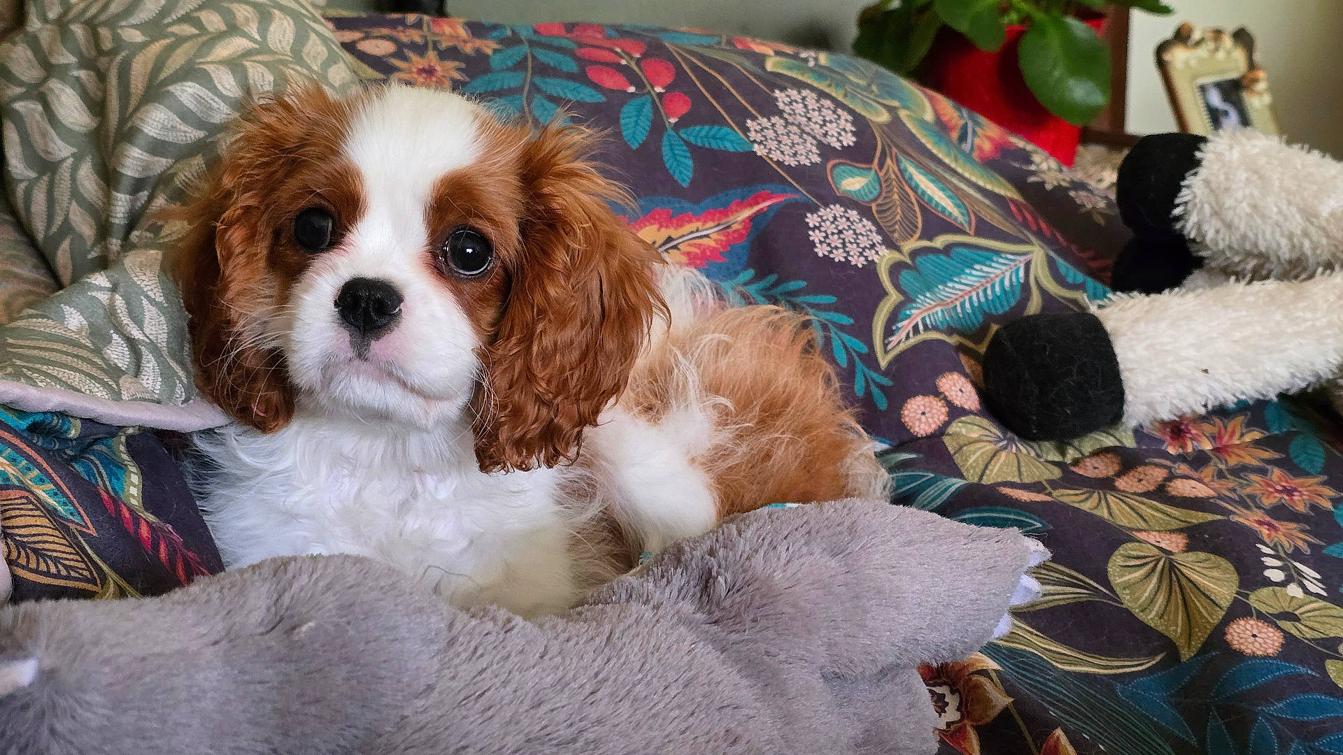 animal, cavalier_king_charles_spaniel, colorful, companion, couch, cozy, cute, dog, fluffy, fur, home, indoor, patterned, pet, pillow, portrait, puppy, relaxed, small_dog, stuffed_toy