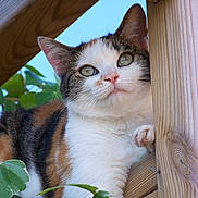 Lily a rejoint le concours — aidez-le/la à gagner de superbes lots ! animal, calico, cat, closeup, curious, daylight, ears, eyes, feline, leaves, nature, outdoor, paw, pet, playful, sky, texture, whiskers, wood, woodgrain