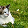 Lily a rejoint le concours — aidez-le/la à gagner de superbes lots ! animal, calico_cat, cat, closeup, cute, daisy, feline, flower, garden, grass, greenery, leaf, mammal, nature, outdoor, pet, relaxed, resting, sunlight, whiskers