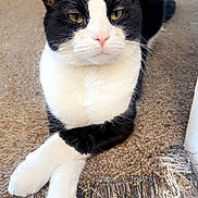 Boosie Bad Ass is registered to the contest to win money with this photo: cat, black_and_white, animal, pet, feline, indoor, carpet, paws, crossed_legs, close_up, mammal, whiskers, ears, fur, relaxed, domestic, cute, portrait, home, resting