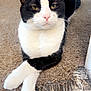 animal, black_and_white, carpet, cat, close_up, crossed_legs, cute, domestic, ears, feline, fur, home, indoor, mammal, paws, pet, portrait, relaxed, resting, whiskers