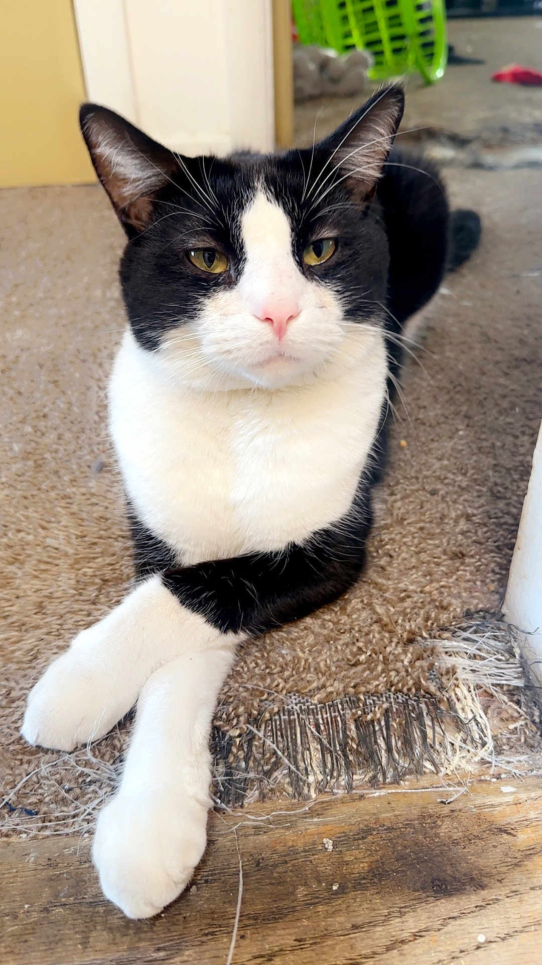 Boosie Bad Ass is registered to the contest to win money with this photo: cat, black_and_white, animal, pet, feline, indoor, carpet, paws, crossed_legs, close_up, mammal, whiskers, ears, fur, relaxed, domestic, cute, portrait, home, resting