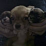 adorable, animal, closeup, cuddle, cute, dark, dogs, face, fur, hands, holding, indoor, mammal, pets, puppies, sleepy, small, snuggle, three, young