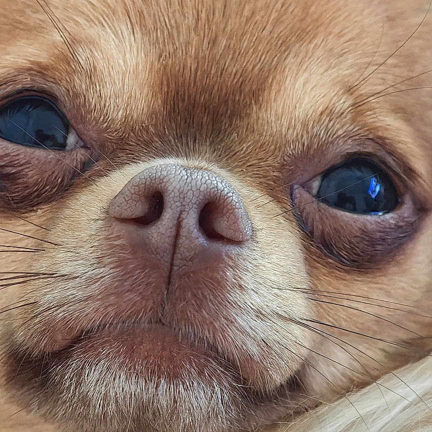 Parj participe au concours pour gagner de l'argent avec cette photo : animal, brown_fur, chihuahua, close_up, cute, dog, expression, eyes, face, fluffy, fur, indoor, mammal, nose, pet, portrait, resting, sleepy, small_dog, whiskers