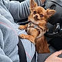 Parj a rejoint le concours — aidez-le/la à gagner de superbes lots ! animal, bracelet, car_interior, chihuahua, cozy, cute, dog, fleece_clothing, hand, harness, indoors, person, pet, road, seat, seatbelt, small_dog, steering_wheel, transportation, window