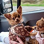 Parj participe au concours pour gagner de l'argent avec cette photo : animal, car, chihuahua, clothing, companion, cozy, cute, dog, hand, lap, nature, outdoor, person, pet, road, side_mirror, small_dog, sweater, travel, window