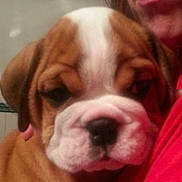 Sir Maxwell is registered to the contest to win money with this photo: