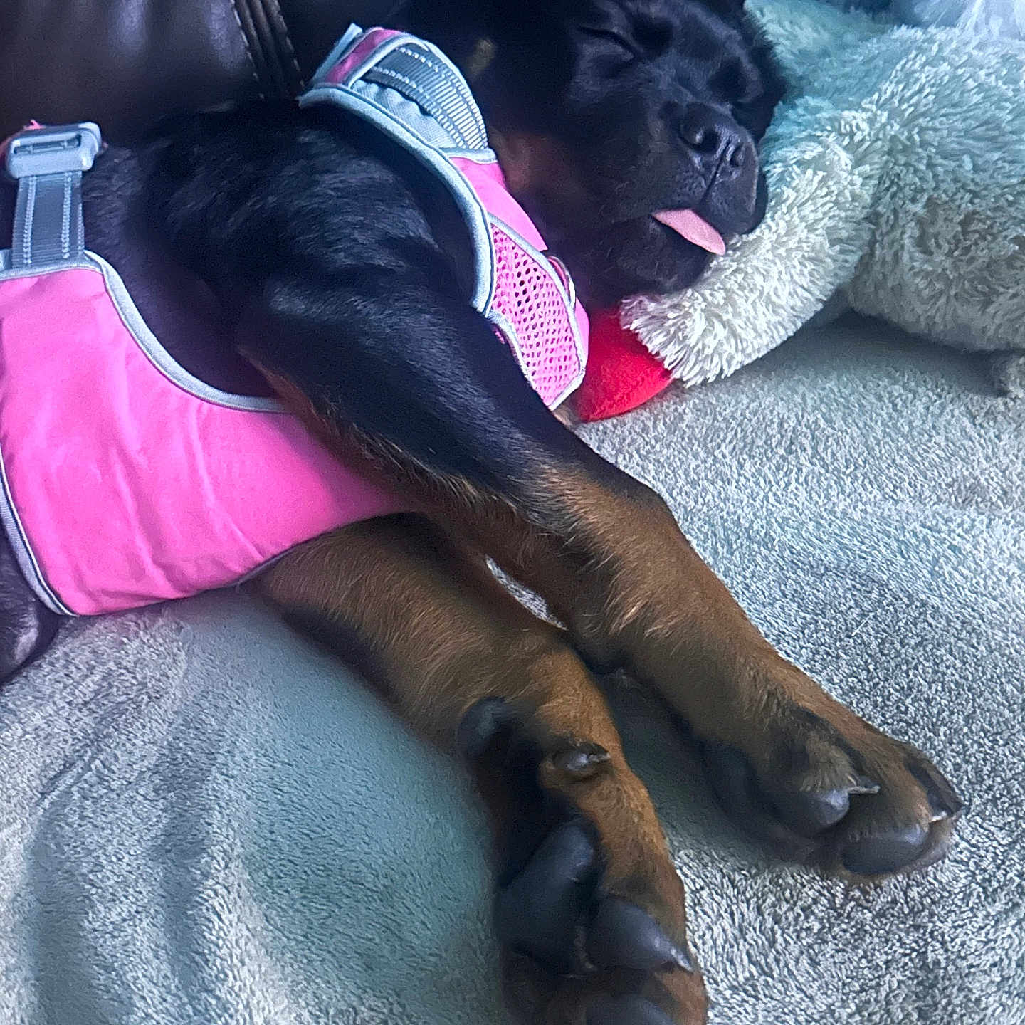 Nova is registered to the contest to win money with this photo: animal, blanket, canine, companion, couch, cozy, cute, dog, domestic, fur, indoor, paw, pet, pink_harness, puppy, relaxation, resting, sleeping, soft, tongue