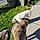 Balto