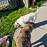 brown_dog, canine, collar, concrete, curious, daytime, dog, grass, hand, leash, leash_handle, nature, outdoor, pet, shadow, sidewalk, sunlight, urban, walking, white_dog