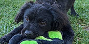 Oso is registered to the contest to win money with this photo: dog, puppy, black_dog, stuffed_toy, toy_cat, green, grass, lawn, front_paws, brown_eyes, nose, fur, playful, chewing, close_up, portrait, outdoor, suburban, backyard, daylight