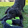 dog, puppy, black_dog, stuffed_toy, toy_cat, green, grass, lawn, front_paws, brown_eyes, nose, fur, playful, chewing, close_up, portrait, outdoor, suburban, backyard, daylight