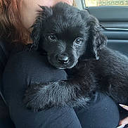 Oso joined the competition — help win amazing prizes! puppy, dog, black_puppy, pet, person, lap, car_interior, car_seat, nails, manicure, long_nails, hair, fur, close_up, portrait, eyes, paws, cuddle, holding, window