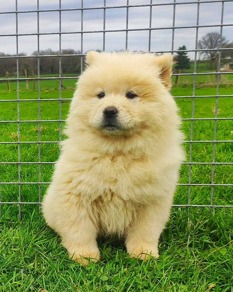 Kayla a rejoint le concours — aidez-le/la à gagner de superbes lots ! canidae, carnivore, cloud, companion_dog, dog, dog_breed, fawn, fence, fur, german_spitz, german_spitz_klein, grass, japanese_spitz, plant, sky, snout, spitz, sporting_group, terrestrial_animal, volpino_italiano