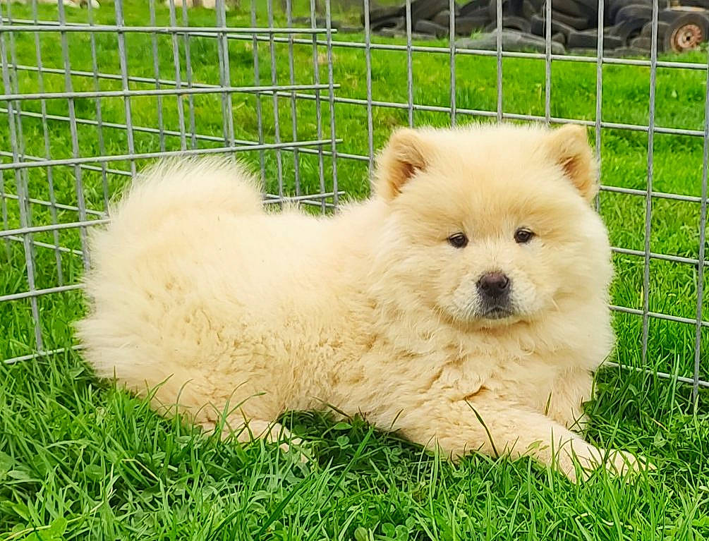 Kayla participe au concours pour gagner de l'argent avec cette photo : canidae, carnivore, companion_dog, dog, dog_breed, fawn, fence, fur, german_spitz, german_spitz_klein, grass, grassland, pet_supply, plant, snout, spitz, sporting_group, terrestrial_animal, toy_dog, working_animal