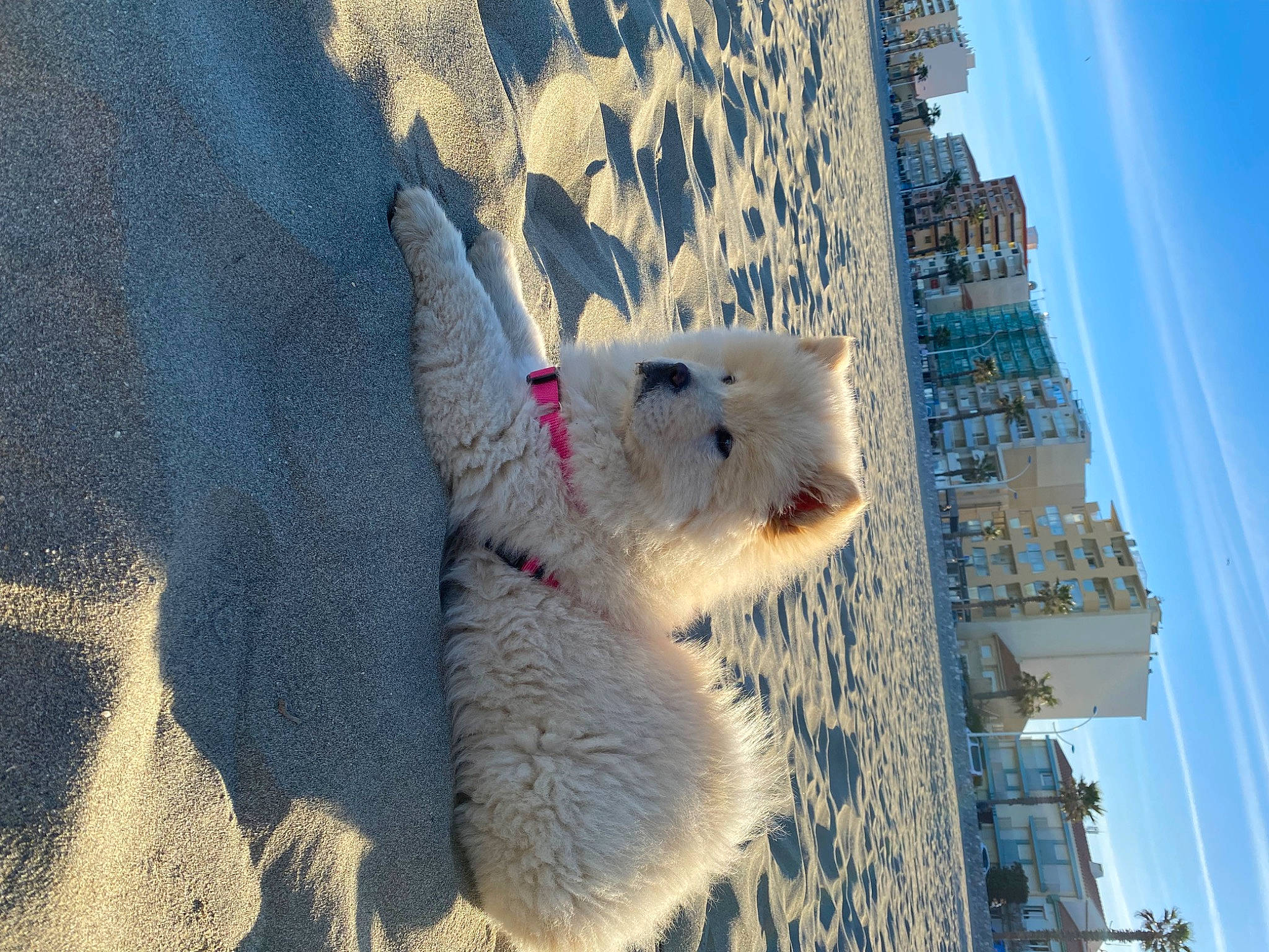 Kayla a rejoint le concours — aidez-le/la à gagner de superbes lots ! art, building, city, condominium, facade, freezing, fur, plant, sky, skyscraper, snout, snow_leopard, stuffed_toy, tail, tower_block, tree, twig, whiskers, window, winter