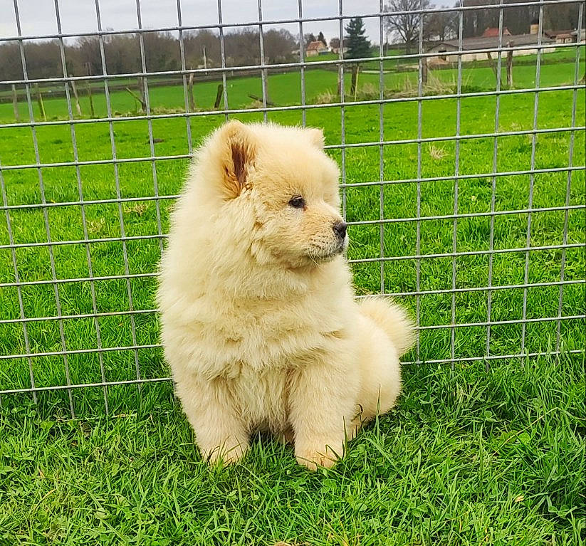 Kayla a rejoint le concours — aidez-le/la à gagner de superbes lots ! canidae, carnivore, companion_dog, dog, dog_breed, fawn, fence, fur, grass, grassland, groundcover, mesh, pasture, pet_supply, plant, snout, sporting_group, terrestrial_animal, wire_fencing, working_animal