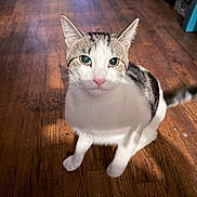 Milo is registered to the contest to win money with this photo: animal, cat, close_up, curious, cute, domestic_cat, ears_up, feline, floor, household, indoor, looking_up, pet, sitting, tabby, tail, whiskers, white_fur, wooden_floor, young_cat