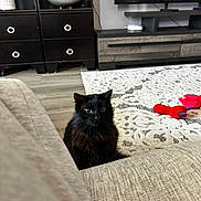 Onyx is registered to the contest to win money with this photo: animal, black_cat, black_fur, cat, cat_toys, couch, cozy, curious, domestic, ears, eyes, floor, furniture, indoor, living_room, pet, rug, television, whiskers, wooden_furniture