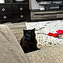 animal, black_cat, black_fur, cat, cat_toys, couch, cozy, curious, domestic, ears, eyes, floor, furniture, indoor, living_room, pet, rug, television, whiskers, wooden_furniture