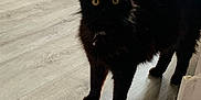 Onyx joined the competition — help win amazing prizes! alert, animal, black_cat, carpet, cat, collar, curiosity, domestic, feline, flooring, fur, home, indoor, mammal, pet, shadow, standing, whiskers, wooden_floor, yellow_eyes