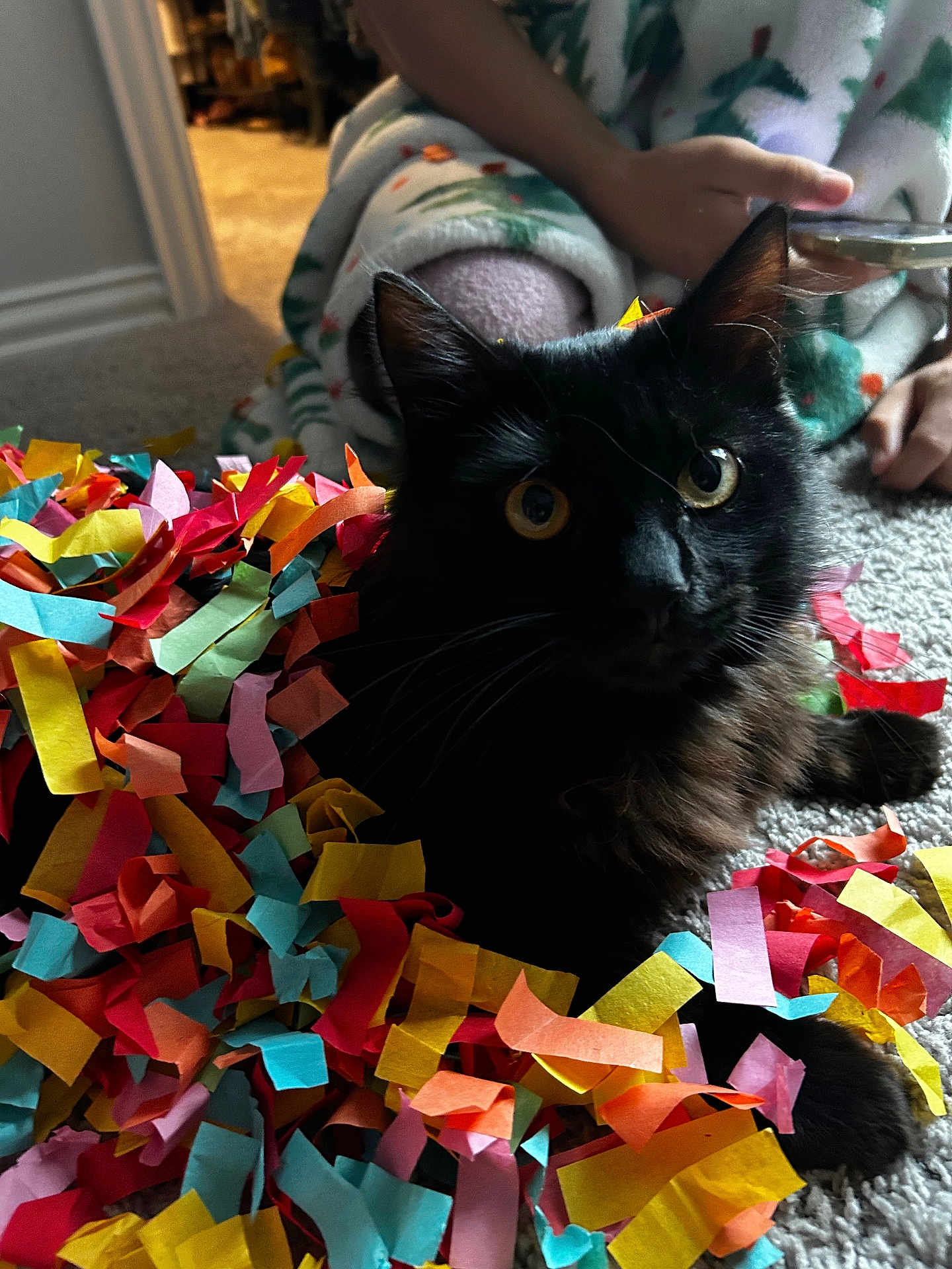 Onyx is registered to the contest to win money with this photo: animal, black_cat, blanket, carpet, cat, celebration, closeup, colorful_paper, confetti, cozy, curious, fur, hand, home, indoor, person, pet, phone, resting, yellow_eyes