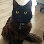 Onyx is registered to the contest to win money with this photo: animal, bell, black_cat, bucket, cat, collar, curious, domestic_cat, door, floor, fluffy, furniture, home, indoor, natural_light, pet, pet_bed, sitting, wooden_floor, yellow_eyes