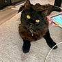 Onyx is registered to the contest to win money with this photo: animal, bell, black_cat, cat, closeup, collar, couch, curious, cute, domestic_animal, fluffy, furniture, indoor, living_room, pet, relaxing, tablet, technology, whiskers, yellow_eyes
