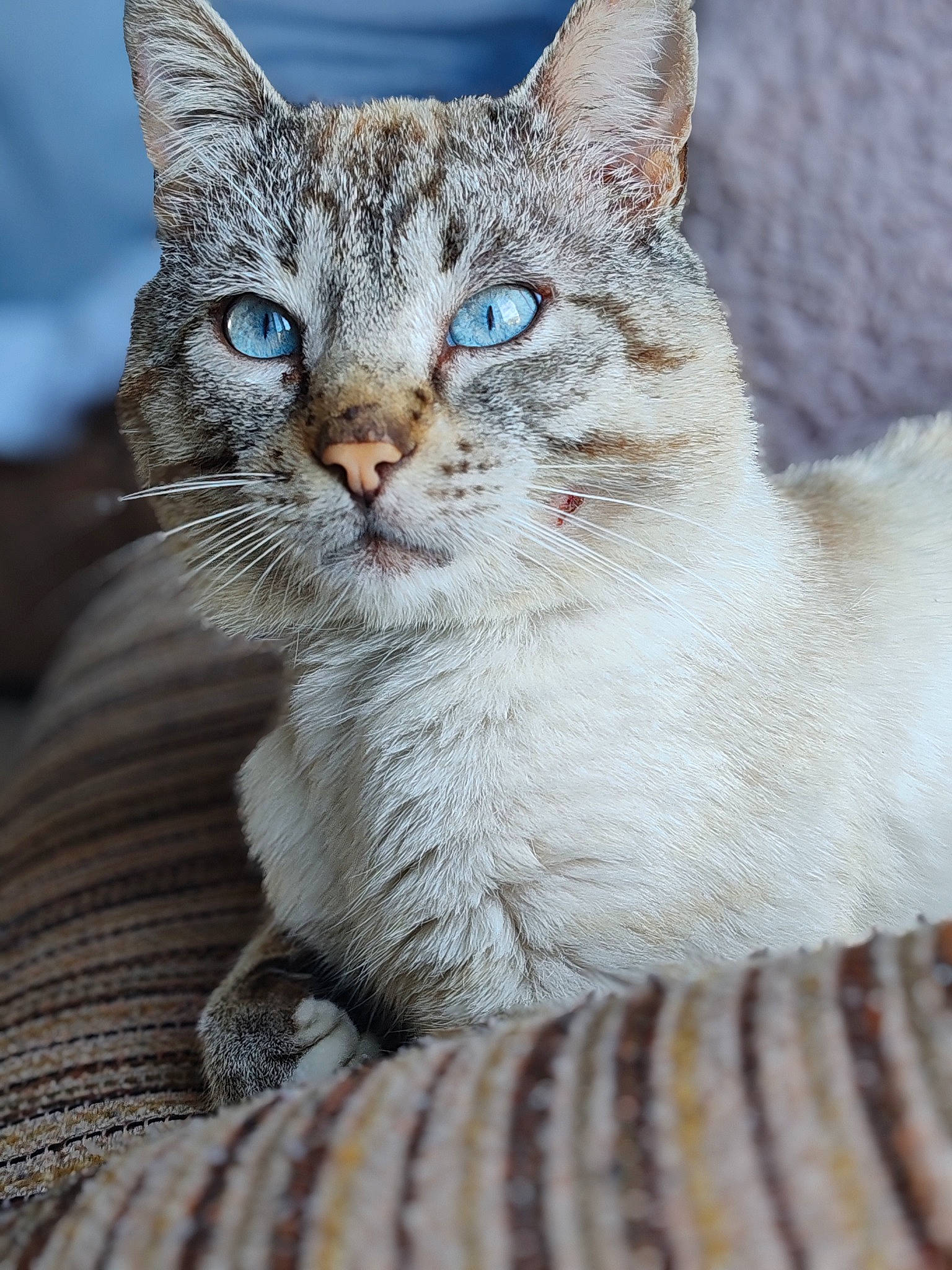 Flocon participe au concours pour gagner de l'argent avec cette photo : carnivore, cat, claw, domestic_short_haired_cat, felidae, fur, paw, small_to_medium_sized_cats, snout, terrestrial_animal, whiskers, wildlife, window